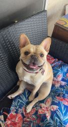 10 month old French Bulldog for sale for a good home!
