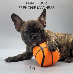 Final four March, I mean Frenchie Madness