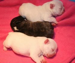 French bulldog pups the one in the middle I'm going too keep