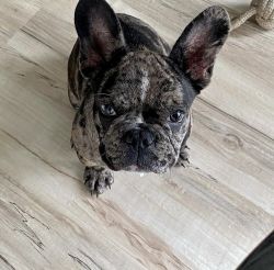 Chazz the Frenchie