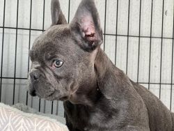 French bulldogs Males