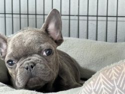 Frenchies Puppys