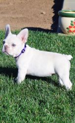 Frenchie's (Puppies for sale)