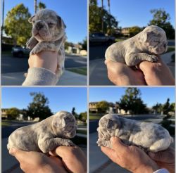 French Bulldog Isabella Breed Exotic (Male) Puppy