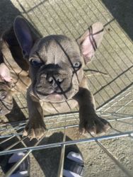 Frenchies 3 months old