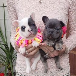Male and female French bulldog puppies for sale