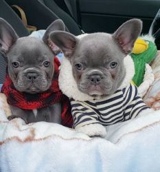 trained french bulldog puppies for sale