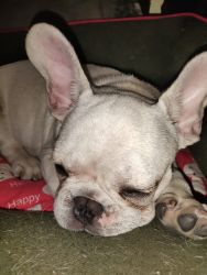 Four months old French bulldog with vaccine and grooming package from