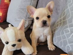 Frenchie fawn
