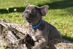 Baby French Bulldog Puppies For Sale
