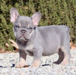 Ready to leave now french bulldog puppies