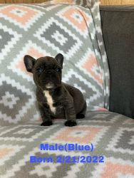 Blue Male (Isabella, Cocoa, Blue Carrier)