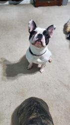 Two white male French bulldogs