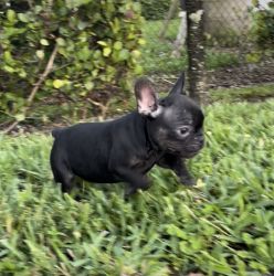 Very affordable male Black Merle Frenchie $2k