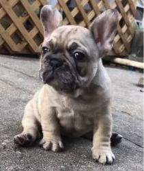 Merle Carrier French Bulldog Female fawn compact puppy.