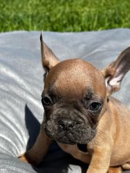 French Bulldogs Puppies!