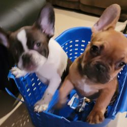 Frenchie - French Bulldog AKC Puppies