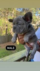 Frenchies for sale 4k lilac & tan