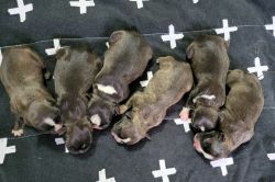 Frenchton Puppies
