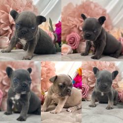French bulldogs with strong proven DNA