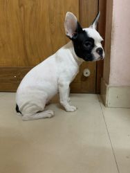 Good quality frenchie for sale