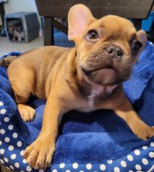 AKC Frenchie Pups French Bull Dogs