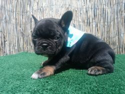 Chunky male FRENCHIE