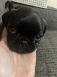 Frug or Frenchie pug mix
