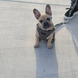 Blue fawn frenchie needs a new home