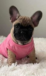 Sweet little Frenchie