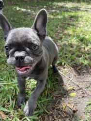 You’re new Frenchie pure breed
