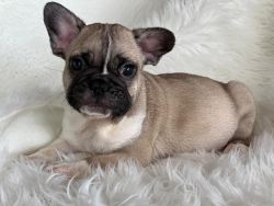Frenchies puppys adorables