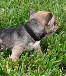 French Bulldog Puppies for Sale-AKC Registered