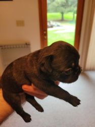 Frug Puppies for Sale