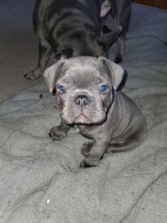 Frenchton puppies available for sale