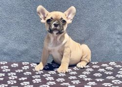 For Sale Female French Bulldog Puppy