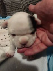 Frenchton 3/4 puppies