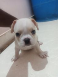 French bulldog for sale quality puppies