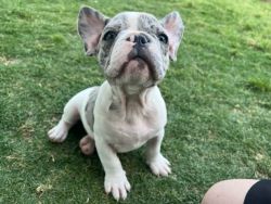 Frenchie Puppies Ready For Furever Homes