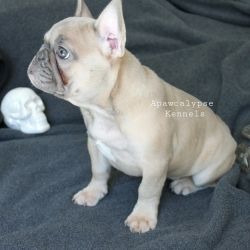 Quality Frenchie Female Pups