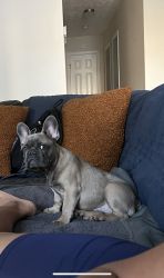 Male Frenchie for sale