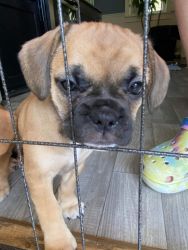3 frenchbulldog/frengle puppies for sale