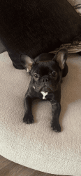 French Bulldog pup for sale