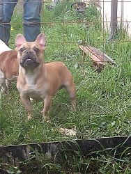 Young Fawn Frenchie