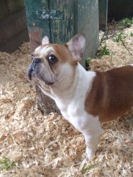 Young brown and white Frenchie