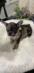 French bulldogs they are ready for a forever home