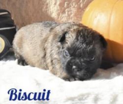 Fluffy French Bulldog For Sale!