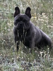 2 1/2 year old male French Bulldog for sale