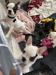 6 frenchies for sale 3 Mos old