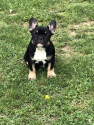 Ready this weekend! AKC French Bulldog Puppies!